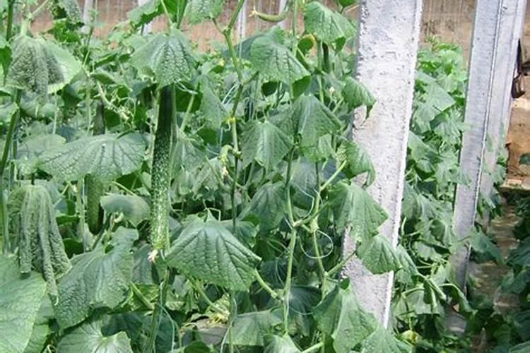 黄瓜用钾肥多了会怎样？