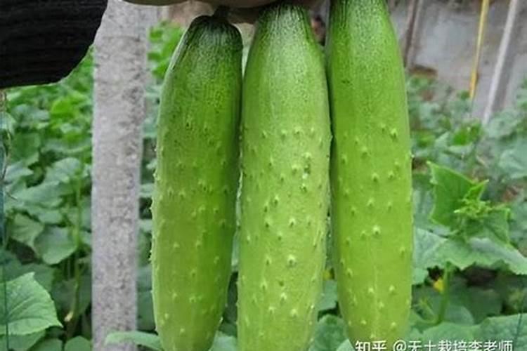 黄瓜幼苗期施肥时氮磷钾配合不当,会造成哪些后果？