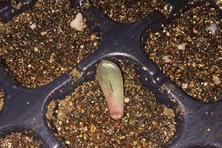 多肉长根后多久发芽 多肉植物生根后多久能生芽