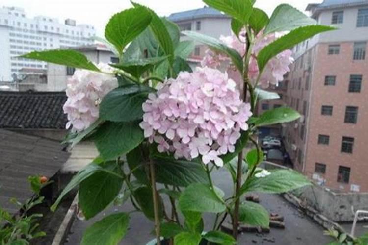 绣球花的叶子都发黄了怎么办