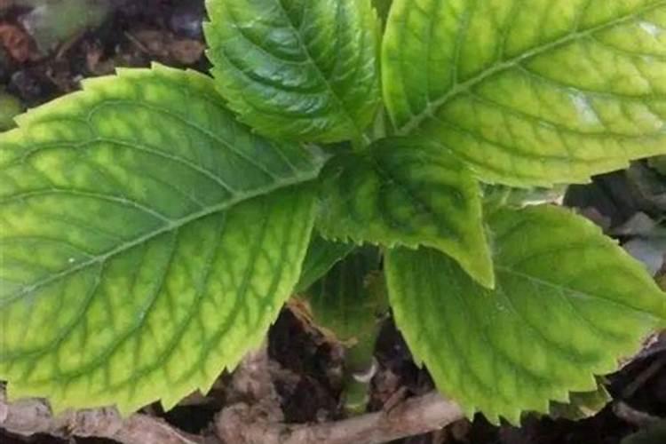 绣球花的叶子怎么枯了？