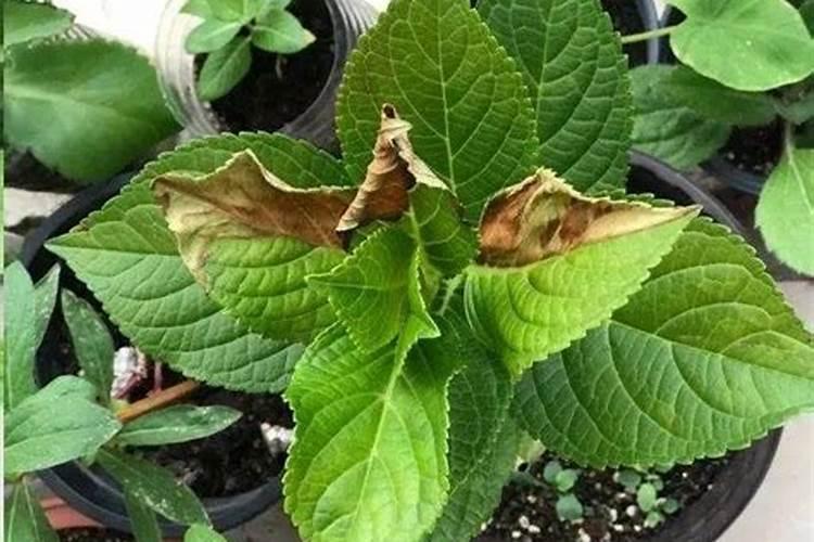 绣球花叶尖干枯变脆怎么办？