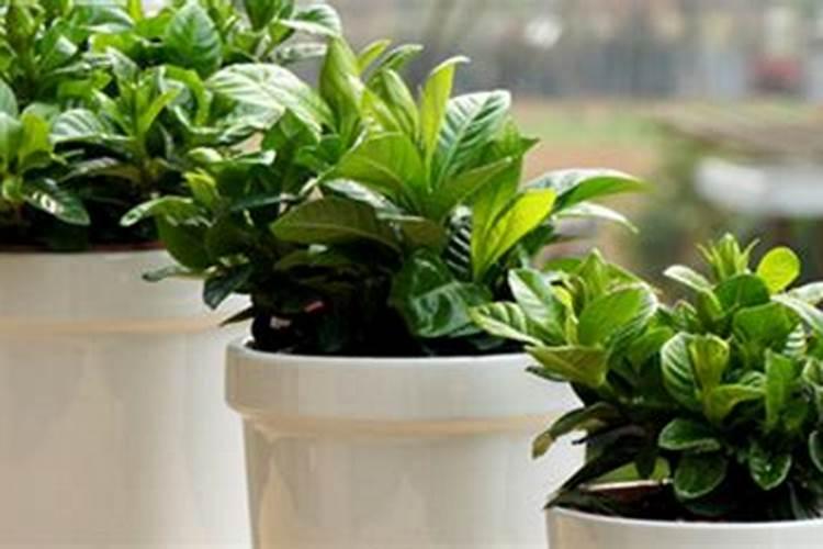 为什么植物细胞不能直接利用氮气作为氮的来源