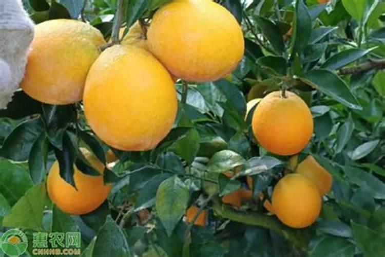 晚熟黄桃品种哪个好