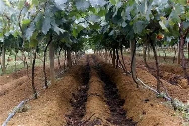 植物用鳌合钙都包括哪些