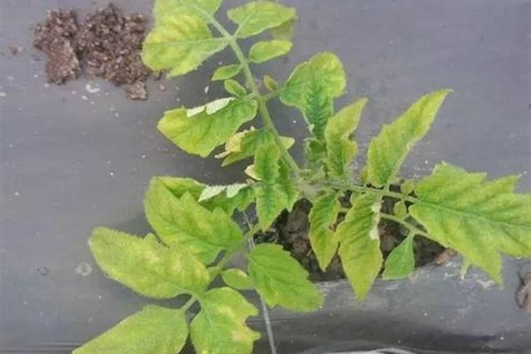 开花期间施什么肥好