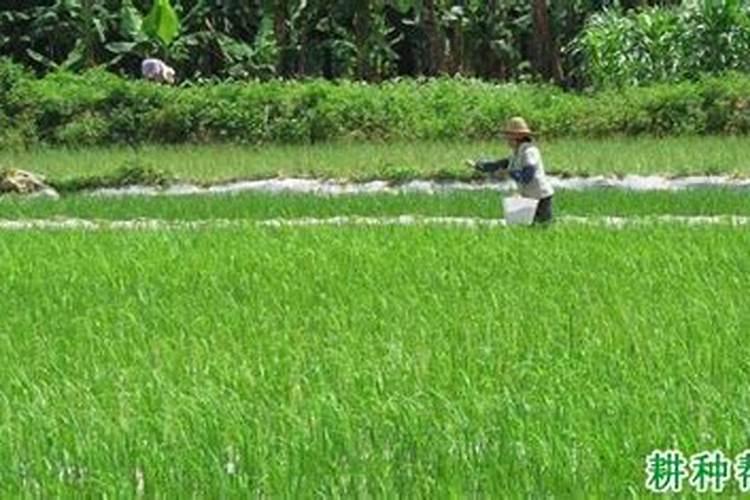 对梨树如何合理施用硼、锌、铁等微量元素肥料？