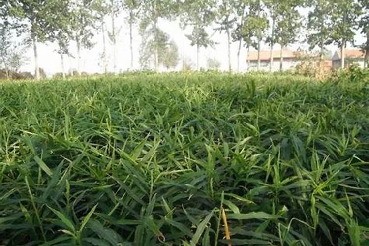 园林树木施肥应注意哪些问题