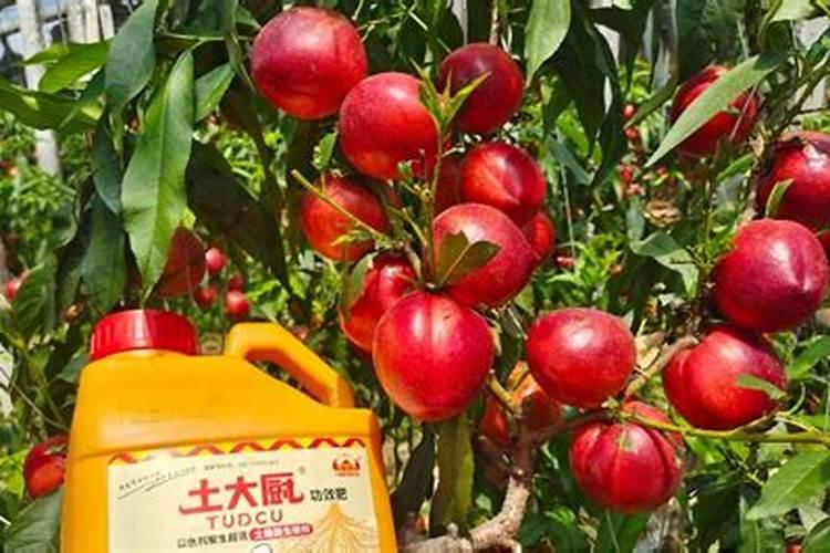 桃树膨果期使用钙肥哪种好？桃树膨果期增产管理这样做
