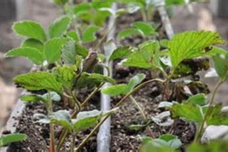 腊梅施什么肥 腊梅怎么施肥