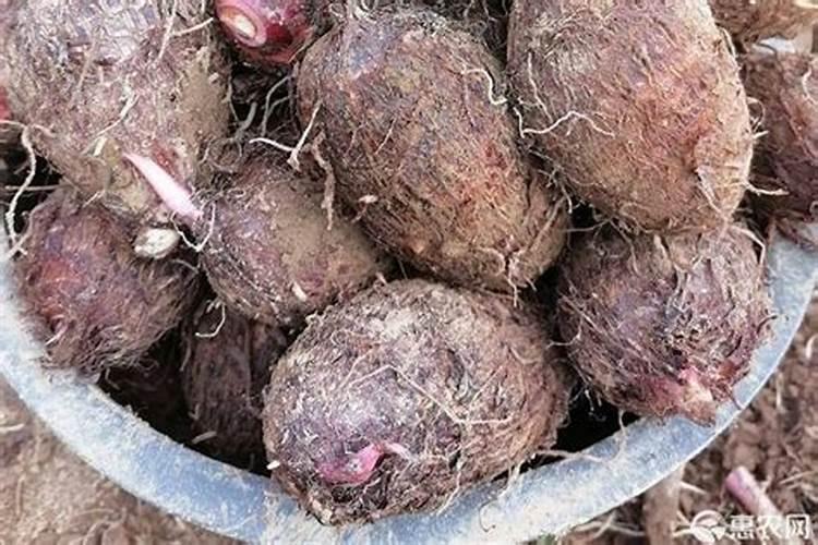 尿素能做水溶肥吗