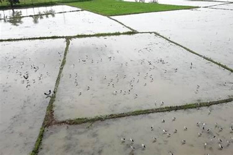 水稻田中,田里没水的情况下可以施肥吗？