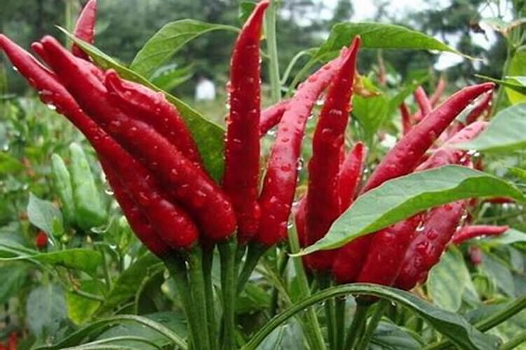 辣椒叶子发黑怎么补救 辣椒叶子发黑如何补救