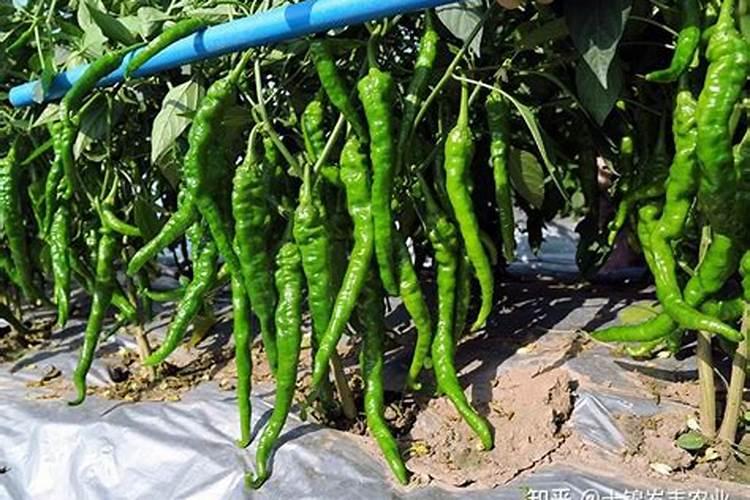 辣椒座果期冲施什么肥料好？辣椒膨果期用什么水溶肥好？