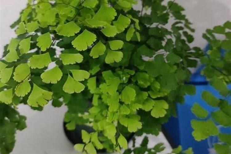 米兰什么时候换盆合适