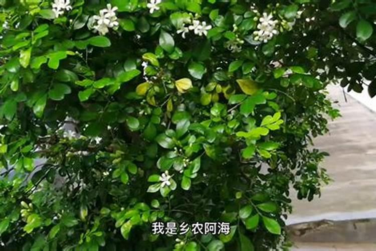 西红柿怎么浇水