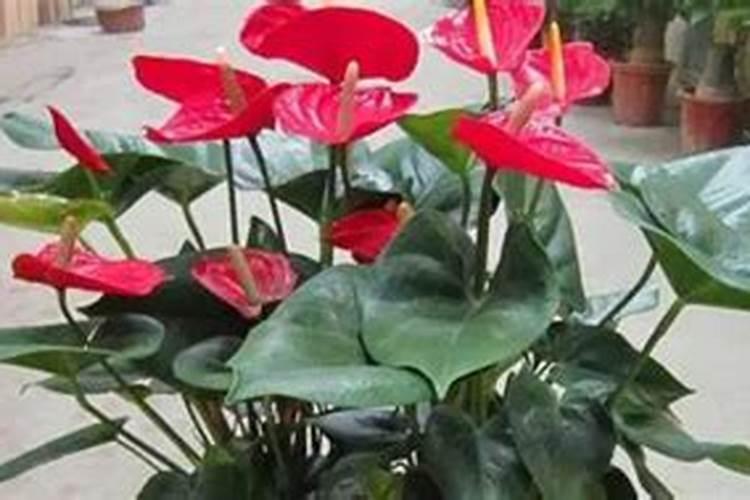 红掌适合什么肥料