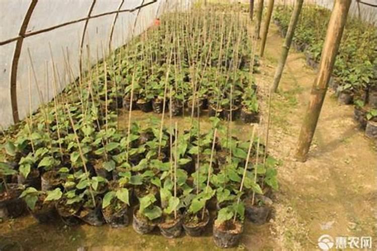 水溶肥氮磷钾磷有什么作用