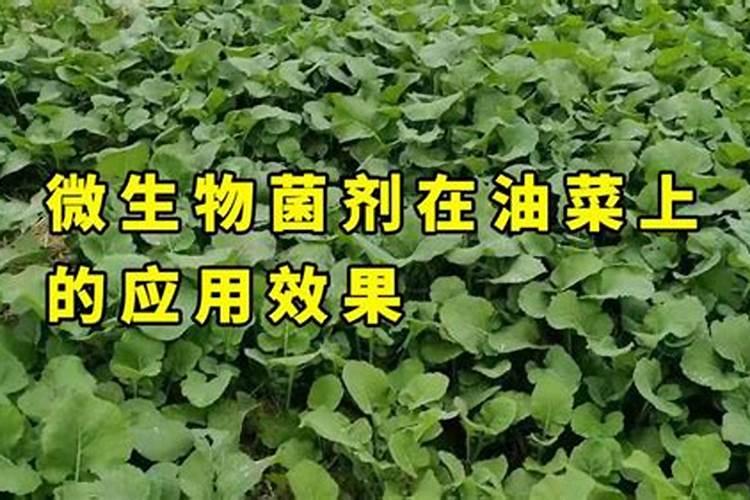 氨基酸叶面肥可以打果树吊针吗