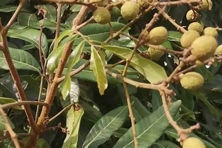 芸苔素内酯有何特点？已用于哪些作物上