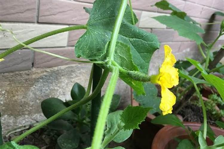 盆栽黄瓜如何施肥