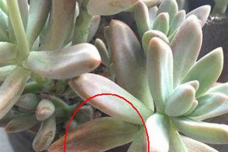 杜鹃花适合施哪种肥 杜鹃花施什么肥料好