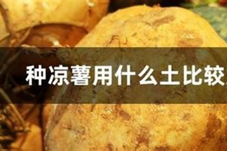 种植油菜为什么要施硼肥 油菜啥时候施硼肥好