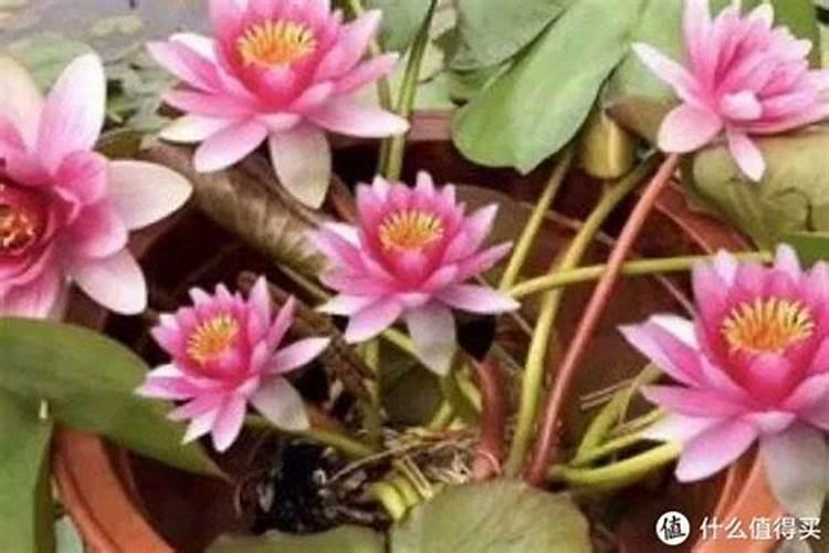 睡莲花开了一次,第二天还会开吗？