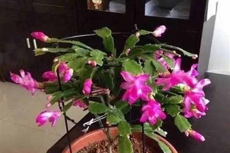 芸苔素使用技巧