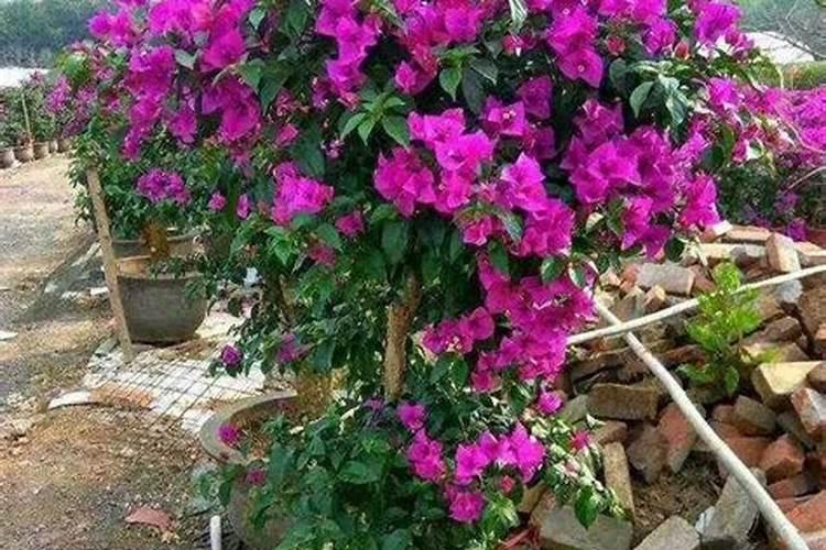 草甘膦不小心打到玉米上怎么办