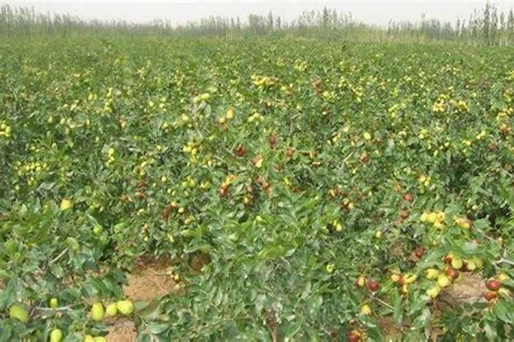 请问我昨天把草甘膦打在玉米地里会不会对玉米有伤害？