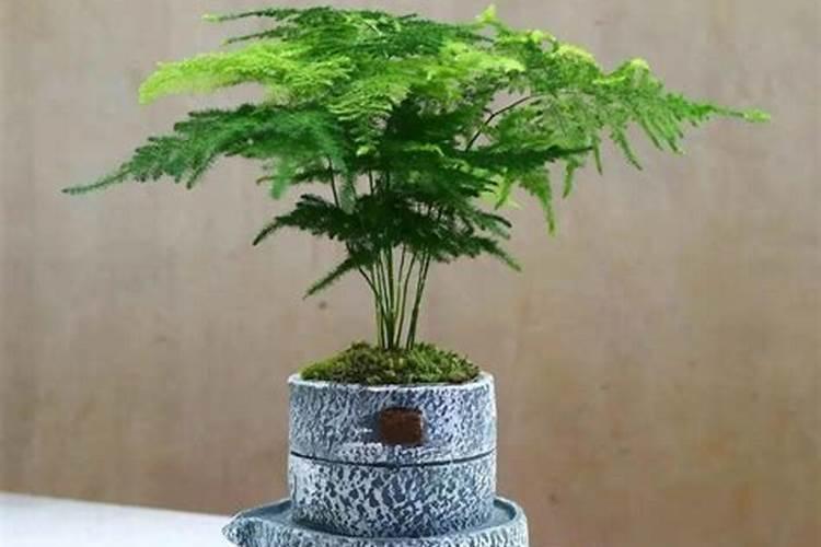 文竹 需要用什么肥料,是酸性的还是碱性的？