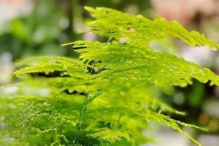 给文竹浇白糖水