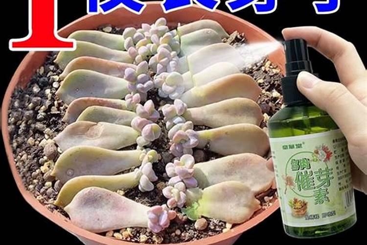 养育多肉植物是用营养液还是肥料呢？