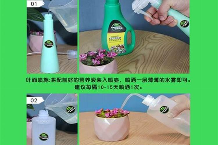 多肉植物施什么肥好