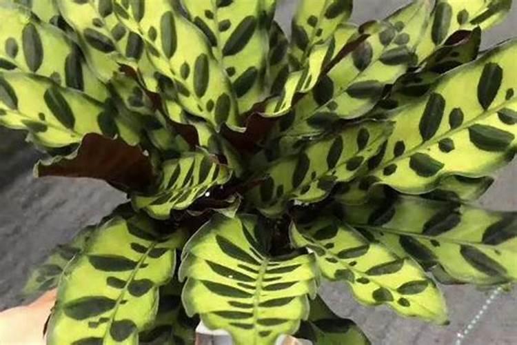 一亩地用多少硼肥 如何正确施硼肥