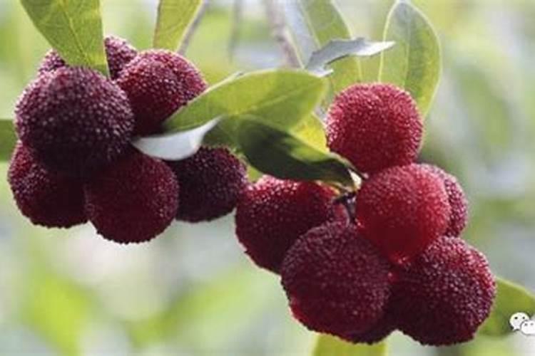 豌豆苗只长茎不长叶子