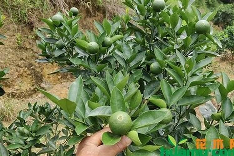 脐橙合理施肥方法 脐橙怎么修剪