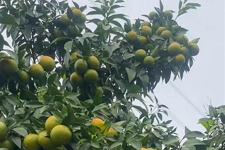 脐橙复合肥施肥方法