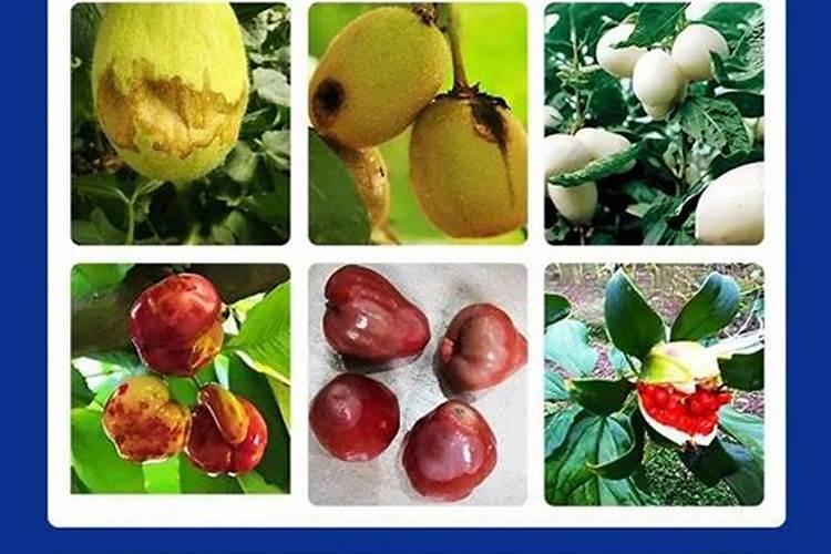 柑橘的裂果可以做肥料用吗？