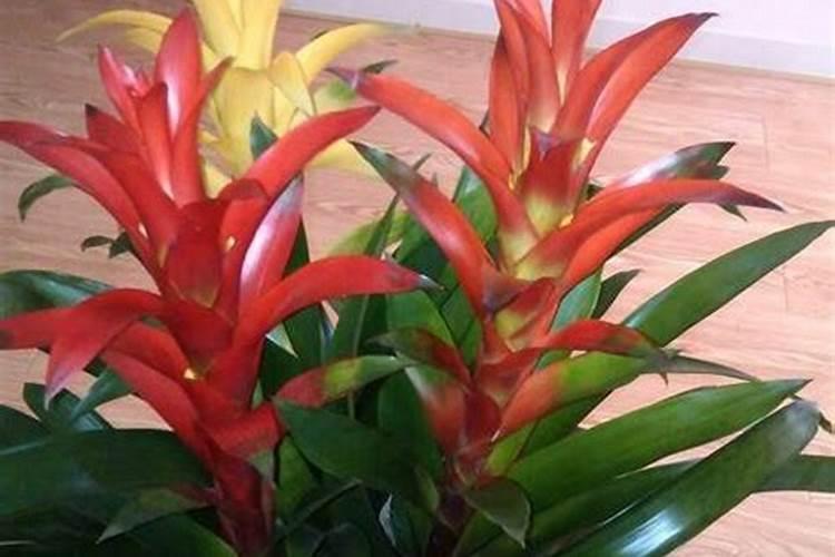 石斛花可以吃吗