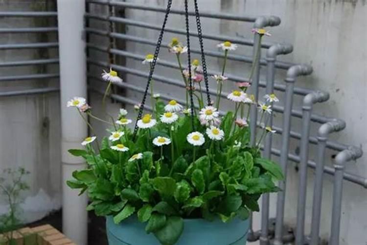 雏菊在水里怎么养？