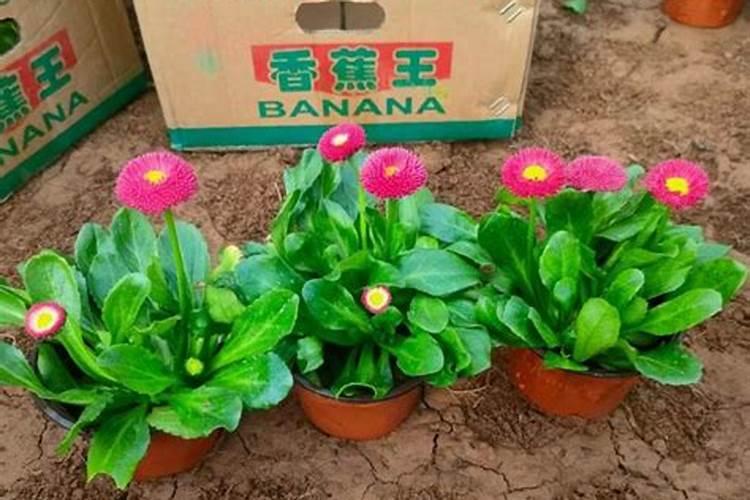 雏菊施肥方法,用什么肥好