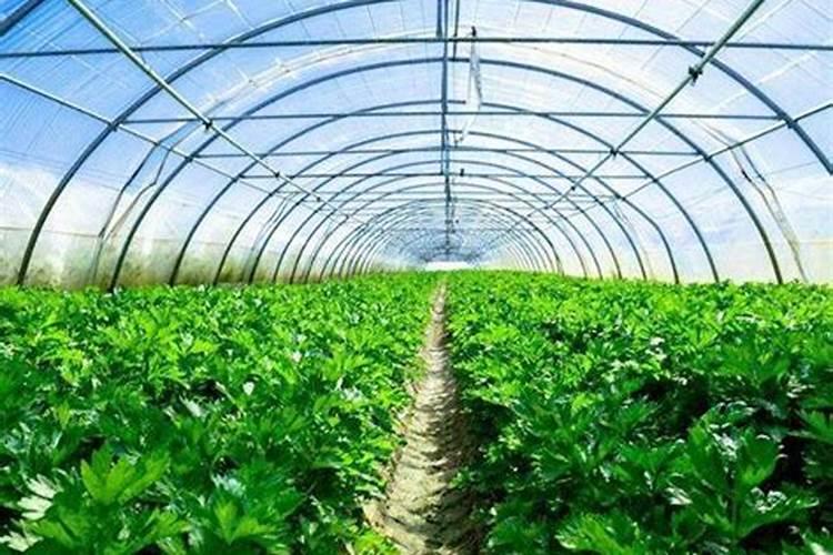 冬季大棚芹菜如何施肥