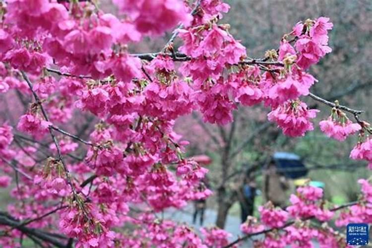 樱花树施什么肥料长得快