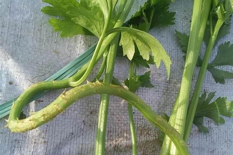 芹菜后期冲什么肥料好