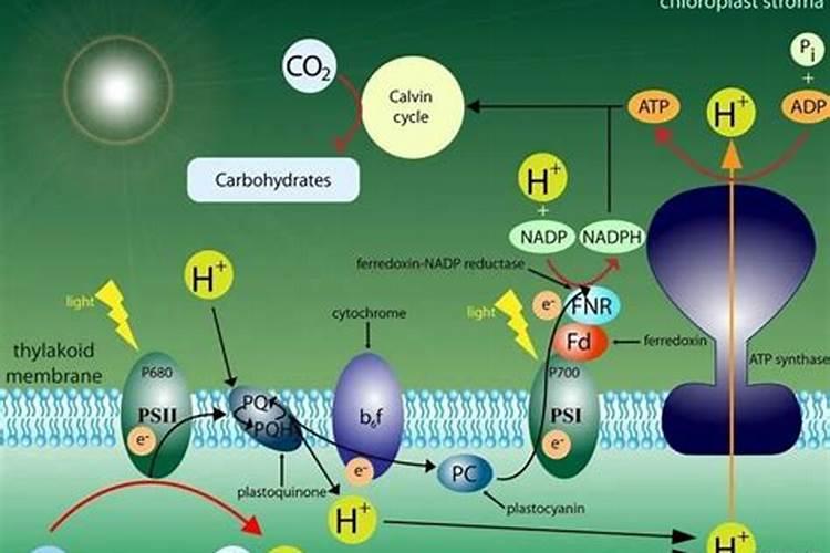 豆麸和碳酸钙怎样制有机肥料