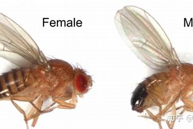 天脊腐殖酸水溶肥的作用