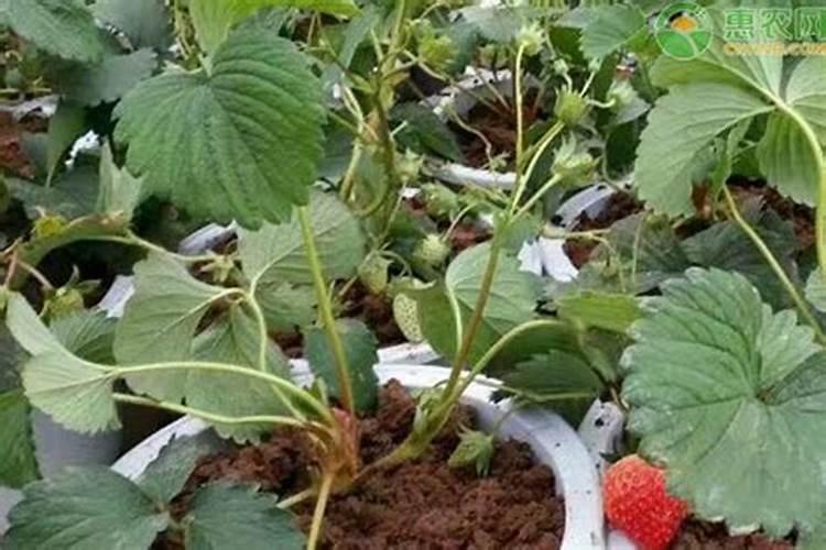 草莓苗怎么种植和浇水施什么肥