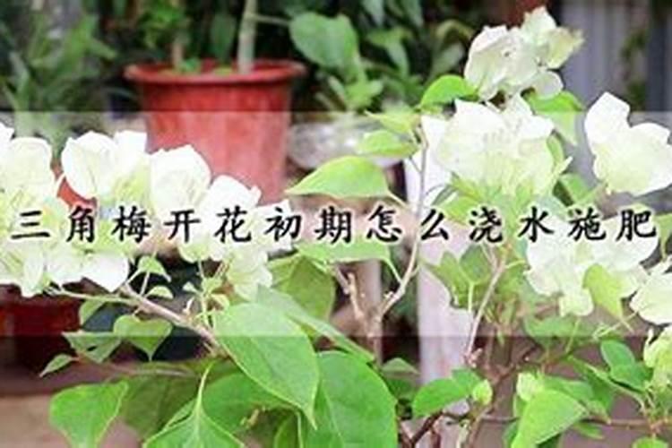 三角梅看到花苞后的施肥方法